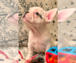 Small Photo #8 French Bulldog Puppy For Sale in MEDFORD, OR, USA