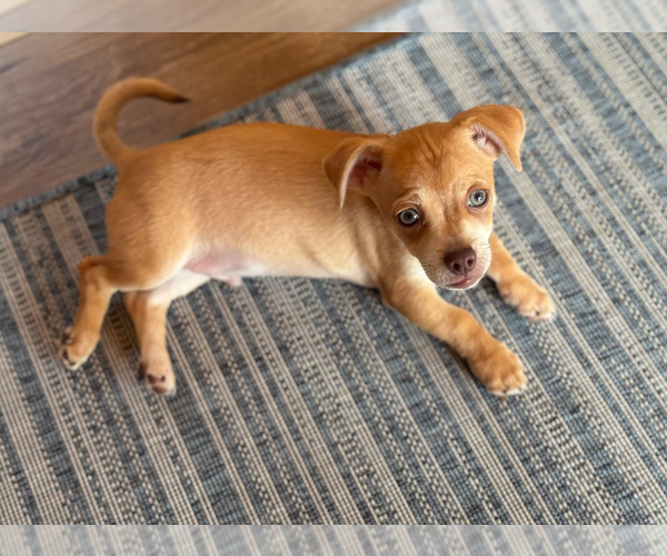 Medium Photo #1 Chihuahua-Unknown Mix Puppy For Sale in Brooklyn Center, MN, USA
