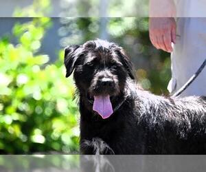 GIANT SCHNAUZER -Unknown Mix Dogs for adoption in Santa Rosa, CA, USA