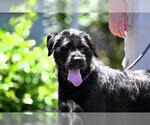 Small GIANT SCHNAUZER  Mix