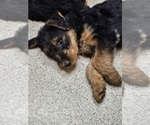 Small Photo #1 Airedale Terrier Puppy For Sale in TIPP CITY, OH, USA