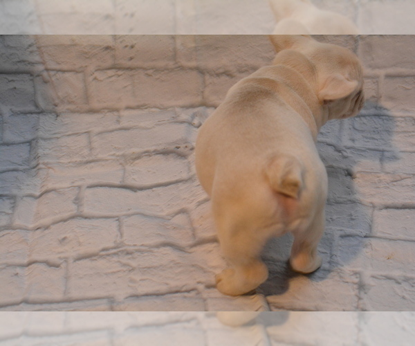 Medium Photo #5 French Bulldog Puppy For Sale in TALLAHASSEE, FL, USA
