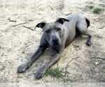 Small #2 American Pit Bull Terrier Mix