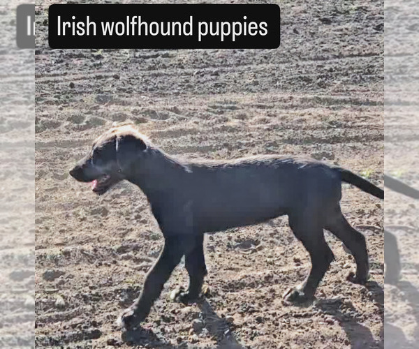 Medium Photo #5 Irish Wolfhound Puppy For Sale in MATHIS, TX, USA