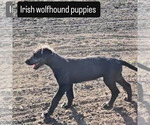 Small #4 Irish Wolfhound