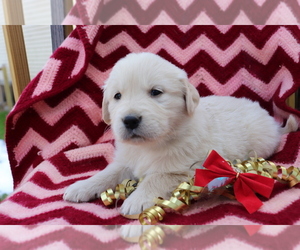 Golden Retriever Puppy for sale in SHILOH, OH, USA