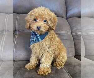 Poodle (Toy) Puppy for sale in WINNSBORO, LA, USA