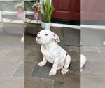 Small #1 Staffordshire Bull Terrier