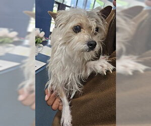 Mutt Dogs for adoption in Temple, TX, USA