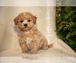 Small Photo #18 Bichpoo Puppy For Sale in LEOLA, PA, USA