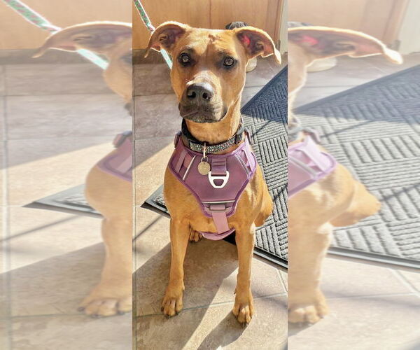 Medium Photo #2  Puppy For Sale in , 