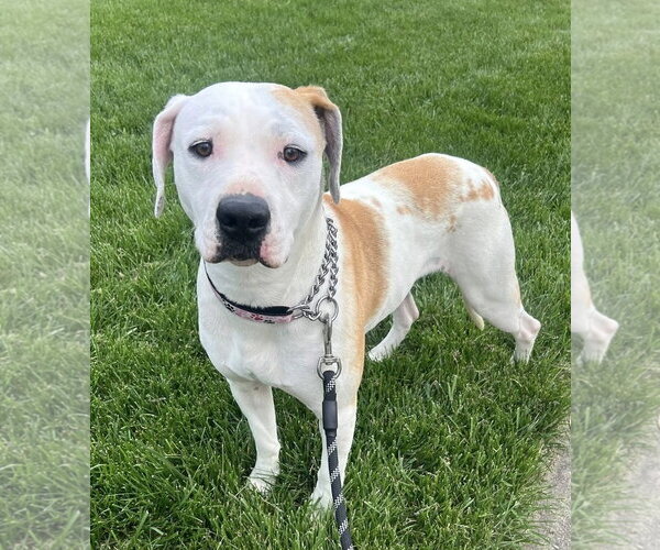 Medium Photo #1 Mutt Puppy For Sale in Germantown, OH, USA