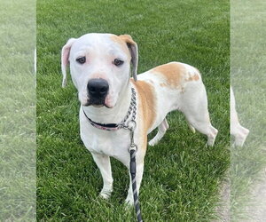 Mutt Dogs for adoption in Germantown, OH, USA