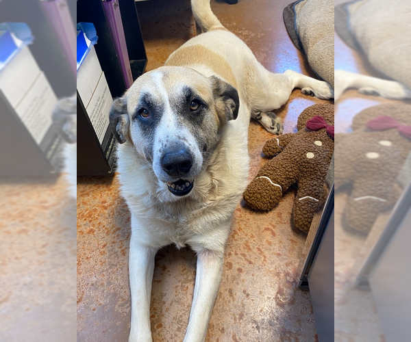 Medium Photo #12 Great Pyrenees-Unknown Mix Puppy For Sale in Bolivar, MO, USA