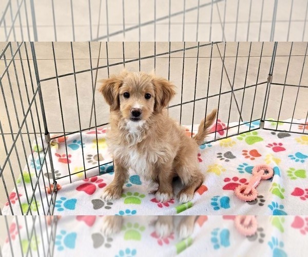 Medium Photo #1 Cavapoo mix (+ Poodle Miniature) Puppy For Sale in ORO VALLEY, AZ, USA