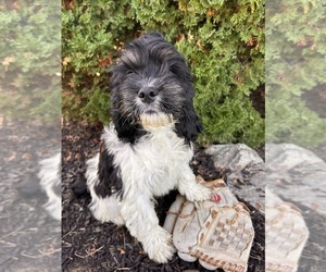 Cockapoo Puppy for sale in MIDDLEBURY, IN, USA