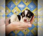 Small Schnauzer (Miniature)