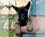 Small #1 Belgian Malinois