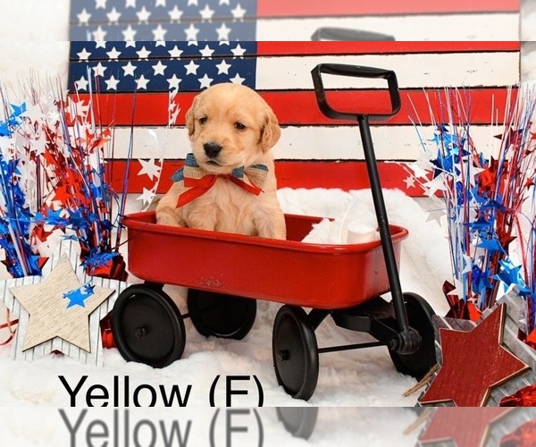 Medium Photo #9 Labradoodle Puppy For Sale in HEMET, CA, USA