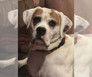Boxer Dogs for adoption in Burnsville, MN, USA