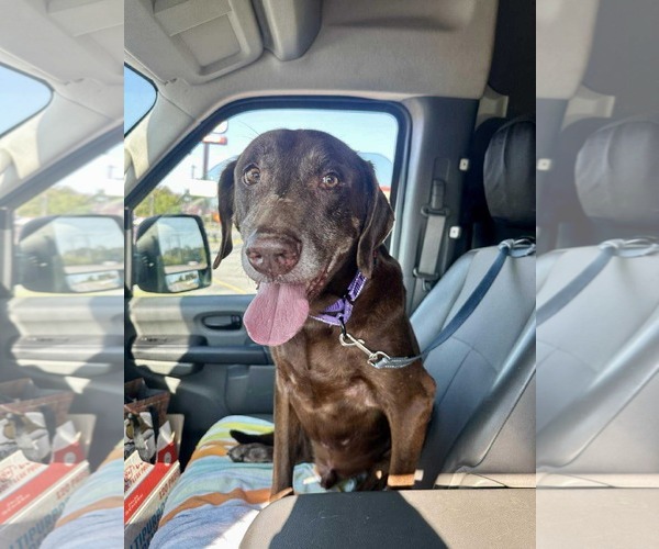 Medium Photo #4 - Mix Puppy For Sale in Stratham, NH, USA