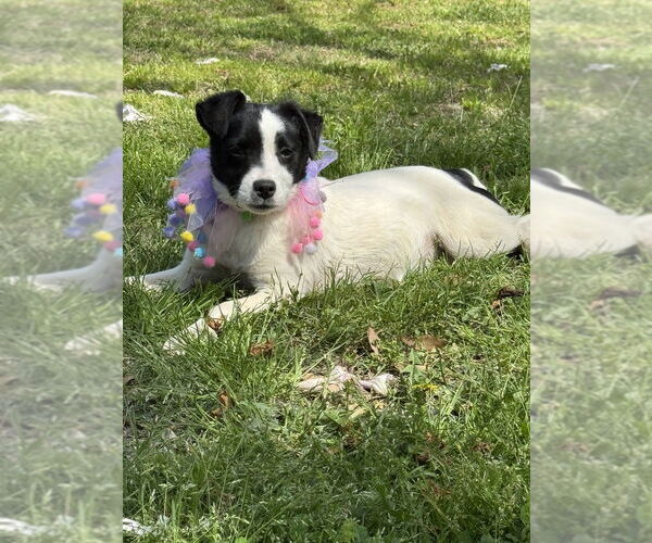 Medium Photo #4 Mutt Puppy For Sale in Conway, AR, USA