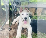 Image preview for Ad Listing. Nickname: Daisy