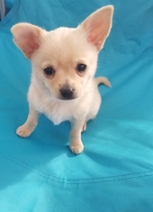 Chihuahua Puppy for sale in SELLERSBURG, IN, USA