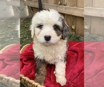 Puppy 4 Miniature Bernedoodle