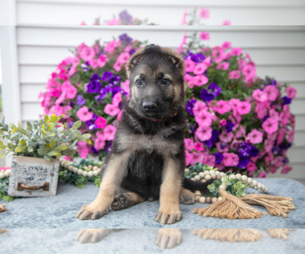 Medium Photo #2 German Shepherd Dog Puppy For Sale in GRABILL, IN, USA