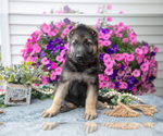 Small #1 German Shepherd Dog