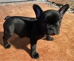 Small Photo #2 French Bulldog Puppy For Sale in COTATI, CA, USA