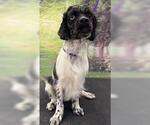 Small Cocker Spaniel Mix