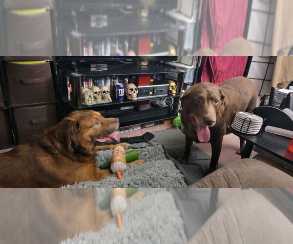 Medium Photo #2 Australian Kelpie-Labrador Retriever Mix Puppy For Sale in Brewster, NY, USA