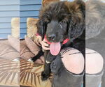 Small #2 Border Collie Mix