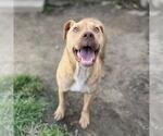 Small American Pit Bull Terrier