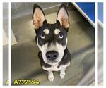 Small Huskies  Mix