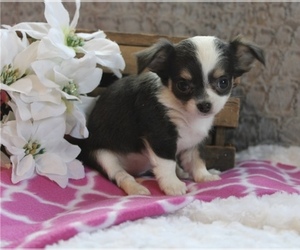 Chihuahua Puppy for sale in SAN DIEGO, CA, USA