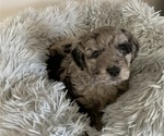 Puppy 1 Aussiedoodle Miniature -Poodle (Miniature) Mix