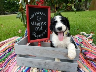 Sheepadoodle Puppy for sale in FLINT, TX, USA