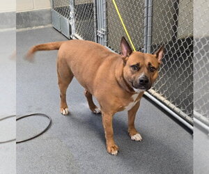 Mutt Dogs for adoption in Glen Allen, VA, USA