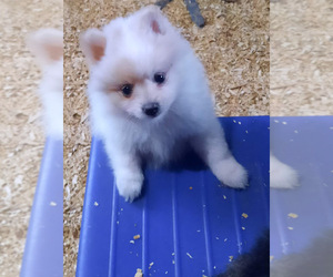 Pomeranian Puppy for sale in SPOTSYLVANIA, VA, USA