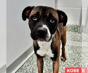 Boxer-Unknown Mix Dogs for adoption in Holly Springs, NC, USA