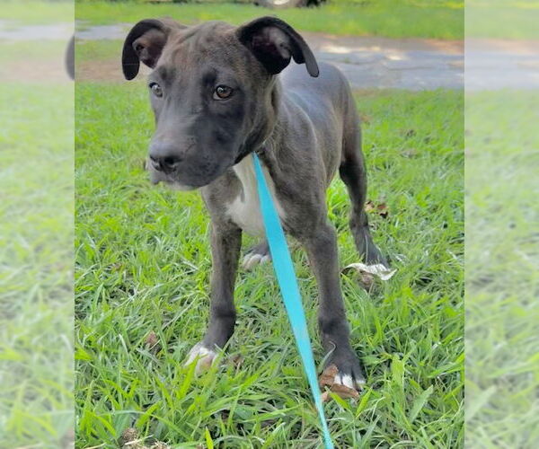 Medium Photo #3 Bulldog-Unknown Mix Puppy For Sale in Tarrytown, GA, USA