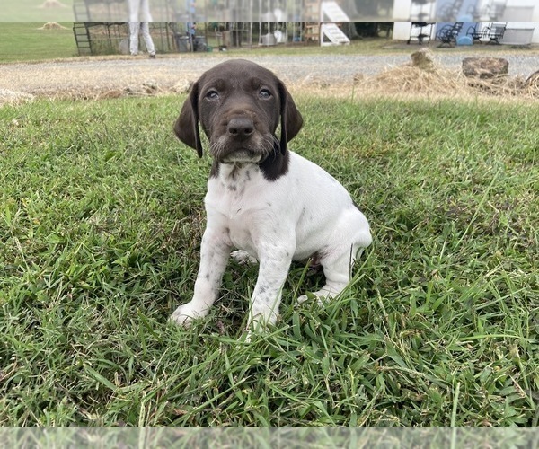 Medium Photo #2 German Shorthaired Pointer Puppy For Sale in CONCORD, NC, USA