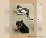 Small #3 Yorkshire Terrier
