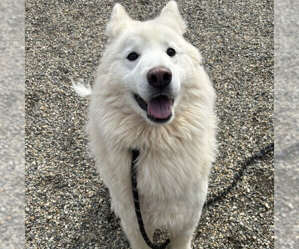 Medium Photo #1 Samoyed Puppy For Sale in Palmetto, FL, USA