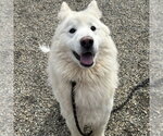 Small Samoyed