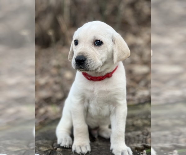 Medium Photo #6 Labrador Retriever Puppy For Sale in COUNCIL BLUFFS, IA, USA