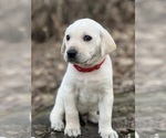Small Photo #6 Labrador Retriever Puppy For Sale in COUNCIL BLUFFS, IA, USA